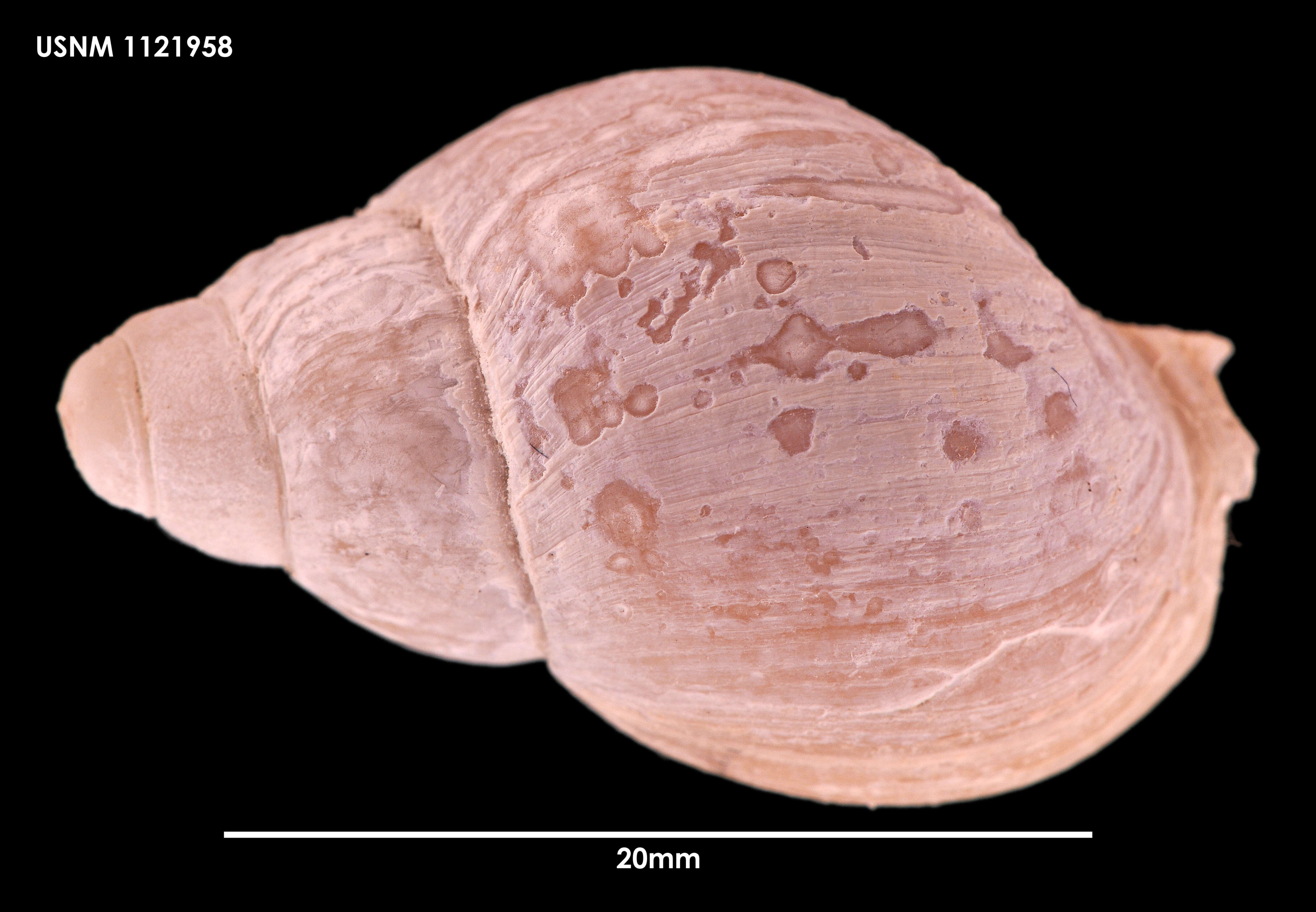 Neobuccinum E. A. Smith 1879 resmi