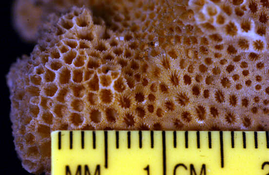 Image of <i>Pocillopora plicata</i> Dana 1846