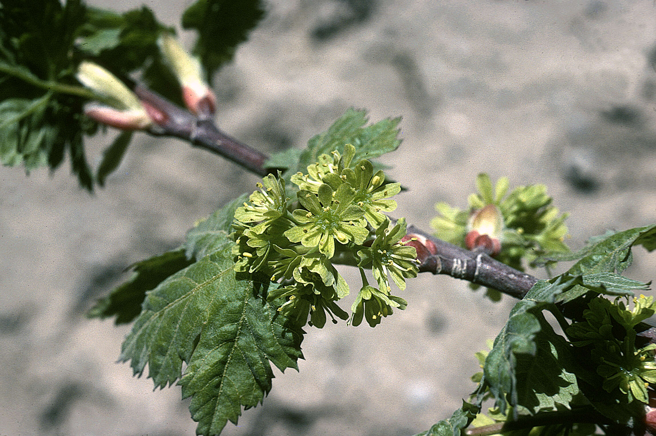 Imagem de Acer glabrum Torr.