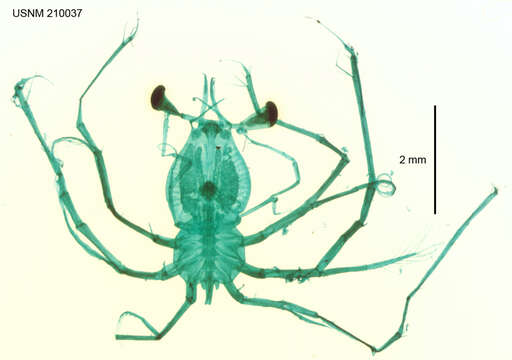 Image of California Spiny Lobster