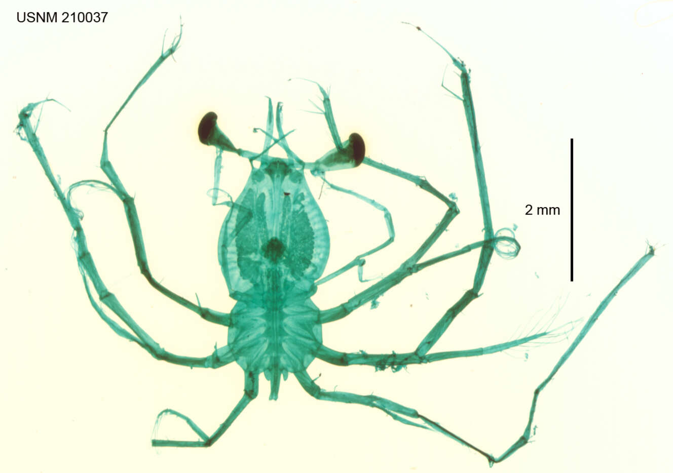 Image of California Spiny Lobster