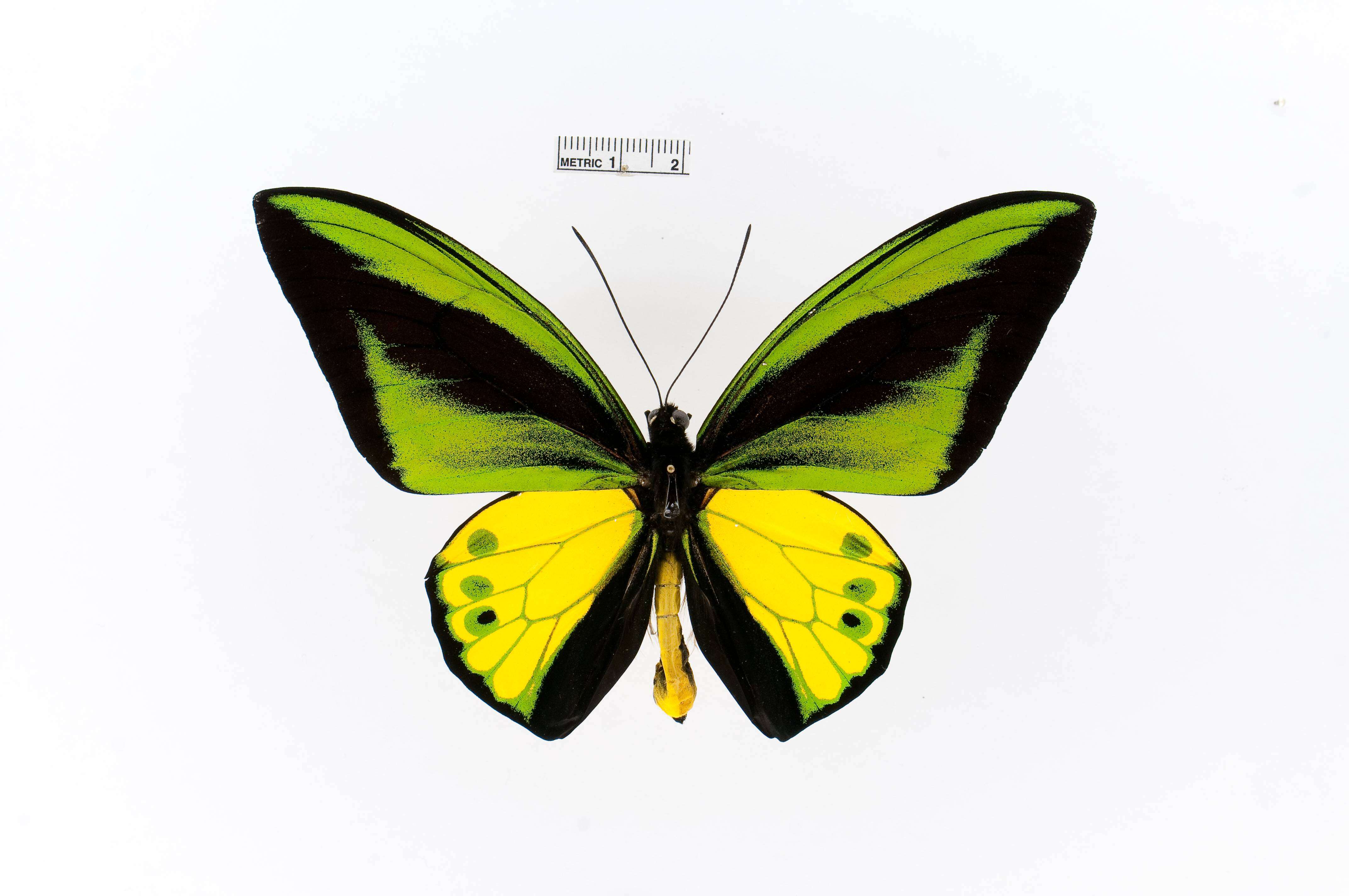 Слика од Ornithoptera goliath Oberthür 1888