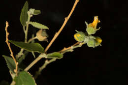 Sivun Pseudabutilon paniculatum (Rose) R. E. Fries kuva