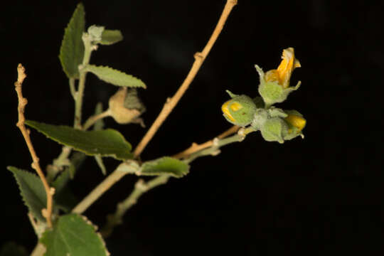 Image of Pseudabutilon paniculatum (Rose) R. E. Fries