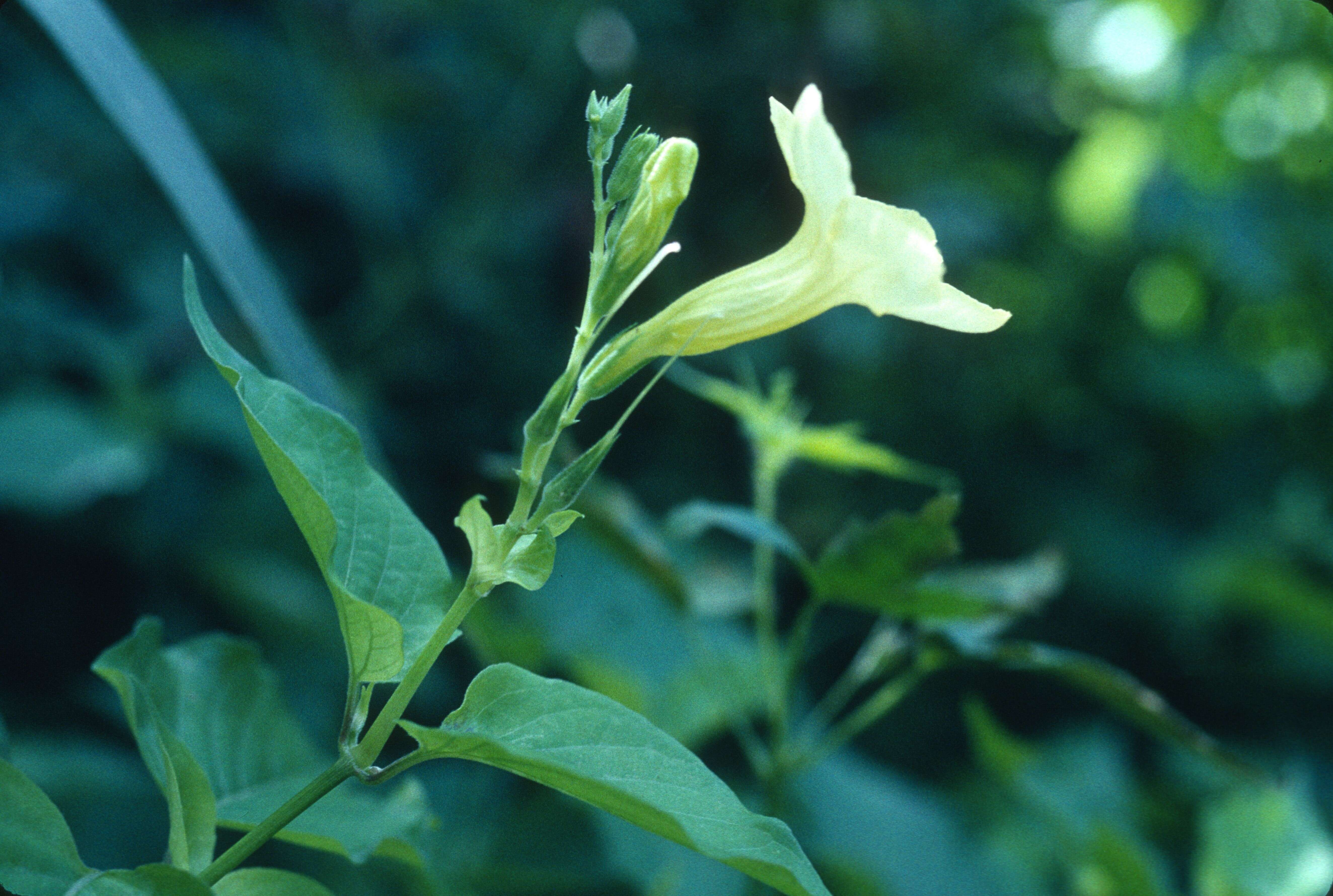 Image of Chinese violet