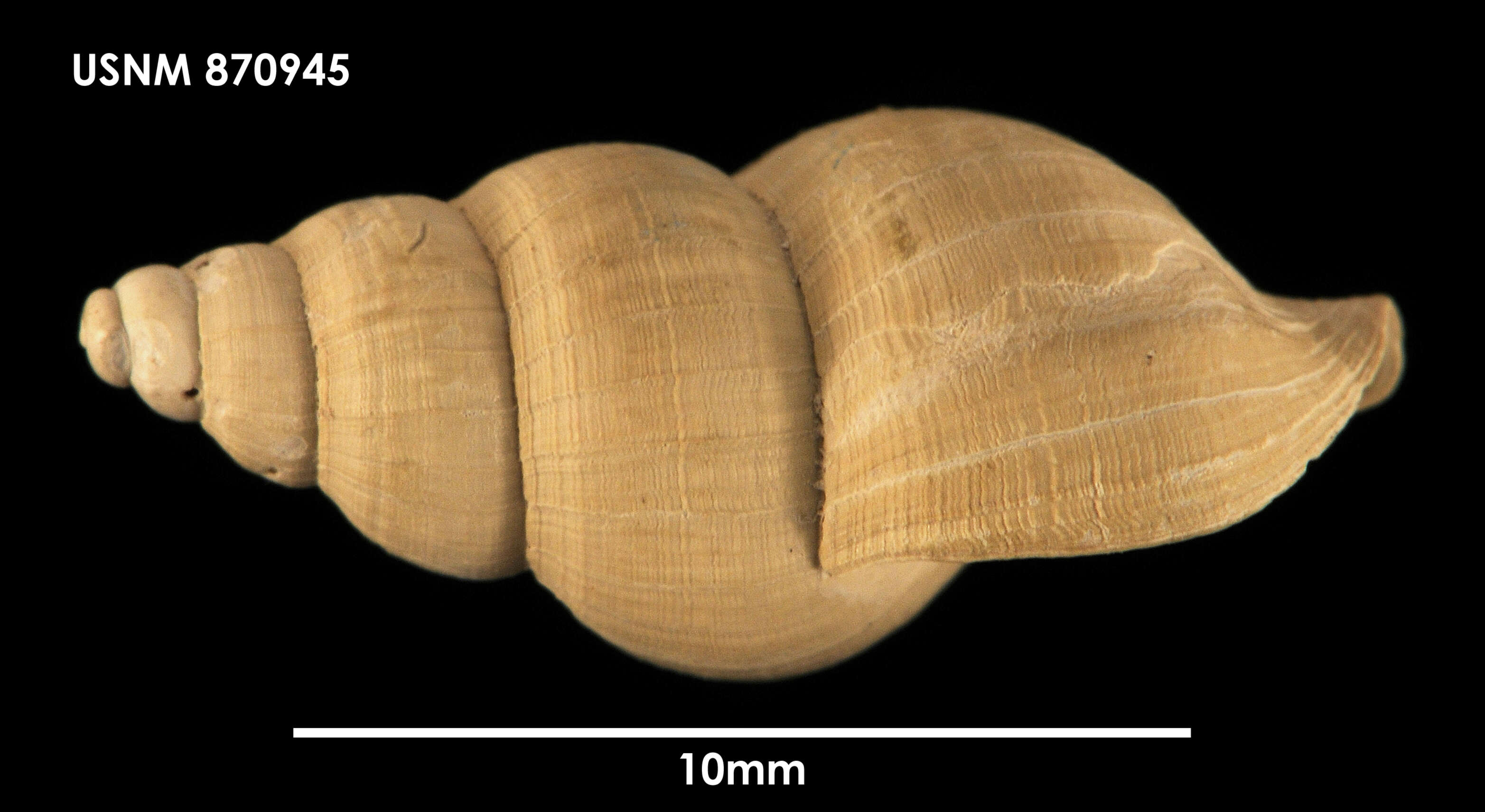 Image of Probuccinum tenerum (E. A. Smith 1907)