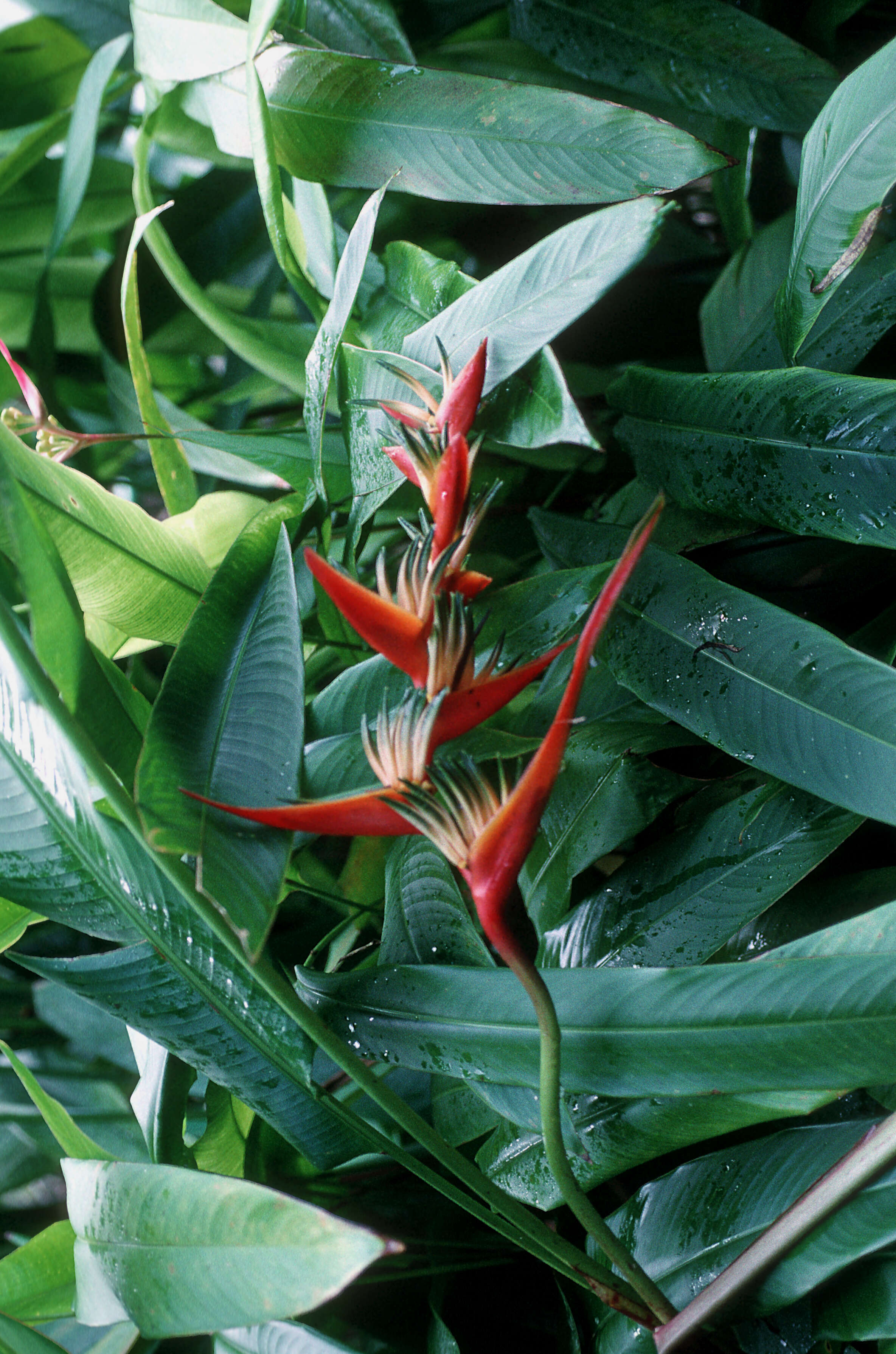 Image of parakeetflower