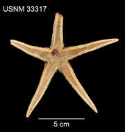 Astropecten americanus (Verrill 1880)的圖片