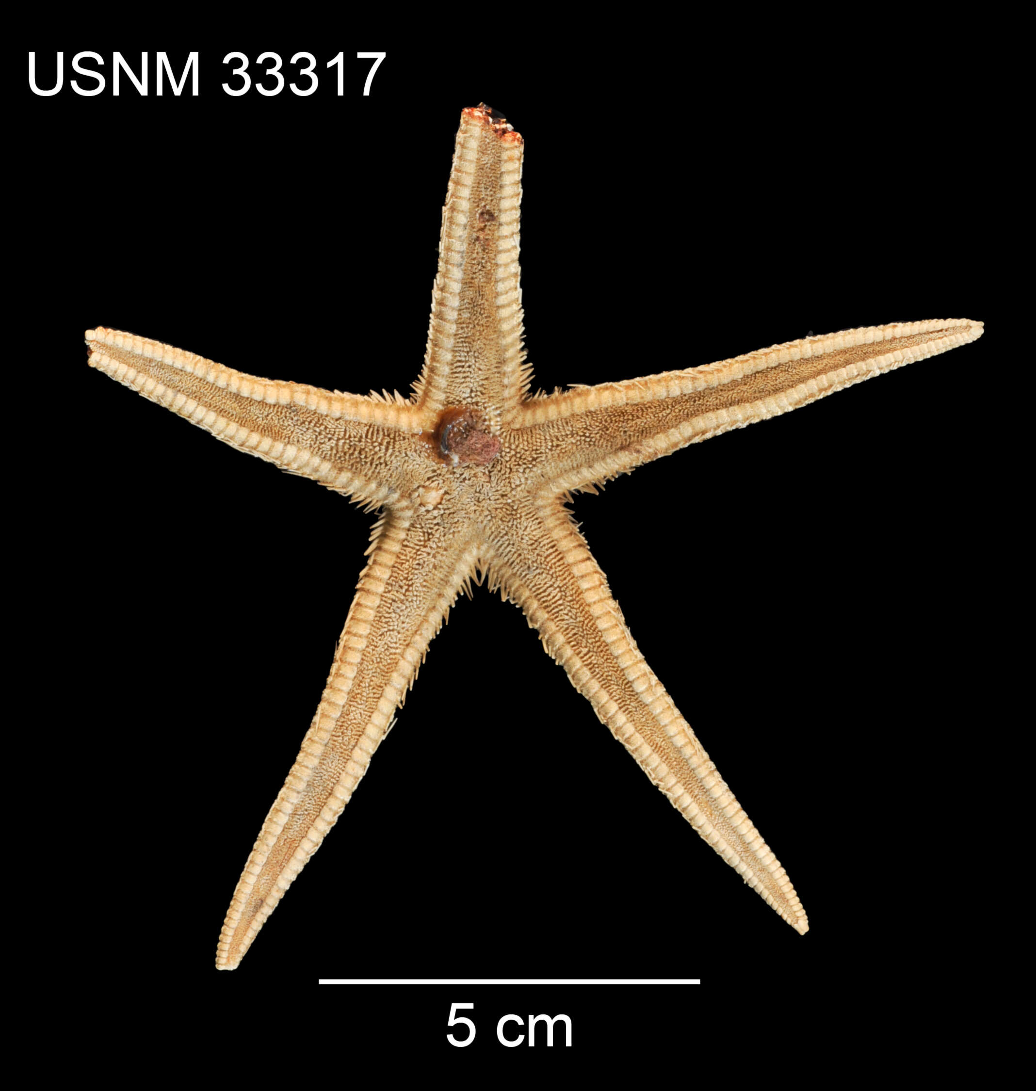 Image of Astropecten americanus (Verrill 1880)