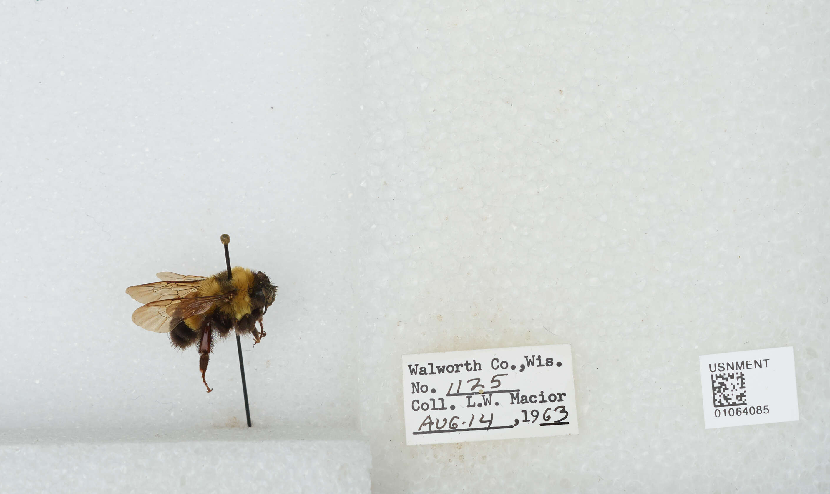 Слика од Bombus affinis Cresson 1864