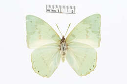 Charaxes dilutus Rothschild 1898的圖片