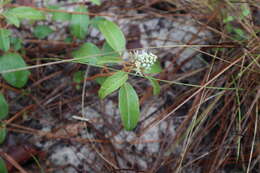 Image of Silver Croton