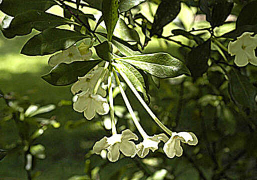 Image de Brunfelsia americana L.