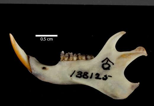 Image of Callospermophilus lateralis mitratus (A. H. Howell 1931)