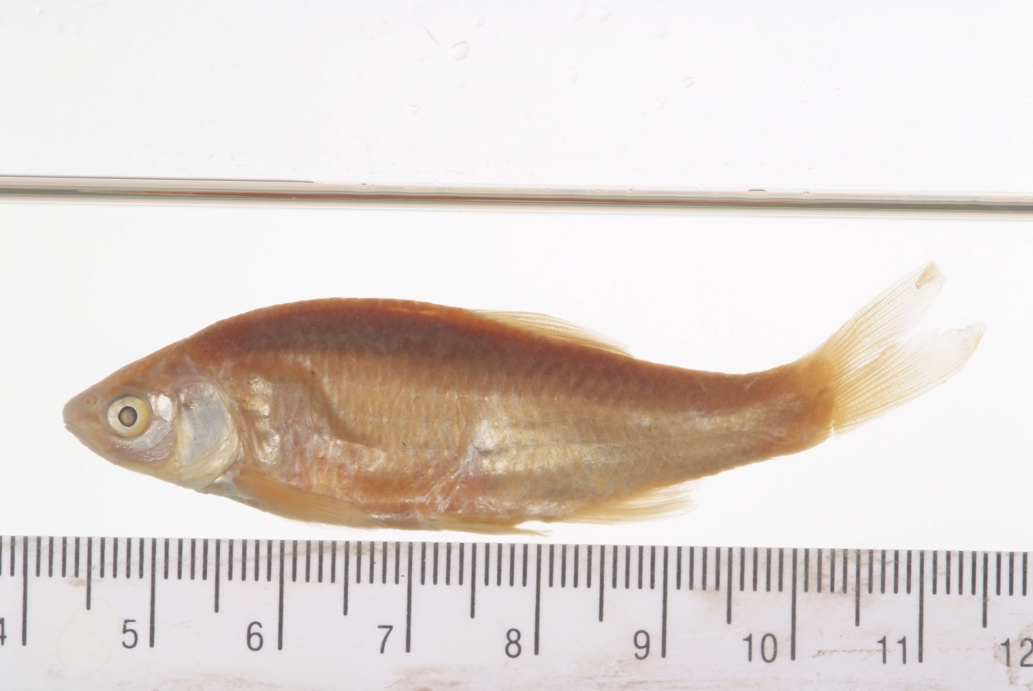 Image of Red Shiner
