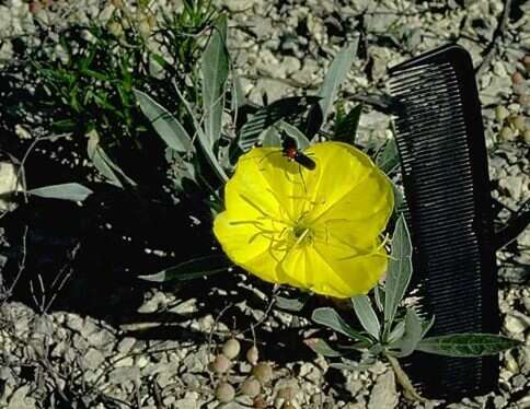 Oenothera macrocarpa subsp. fremontii (S. Wats.) W. L. Wagner resmi