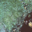 Image of Caulerpa fastigiata