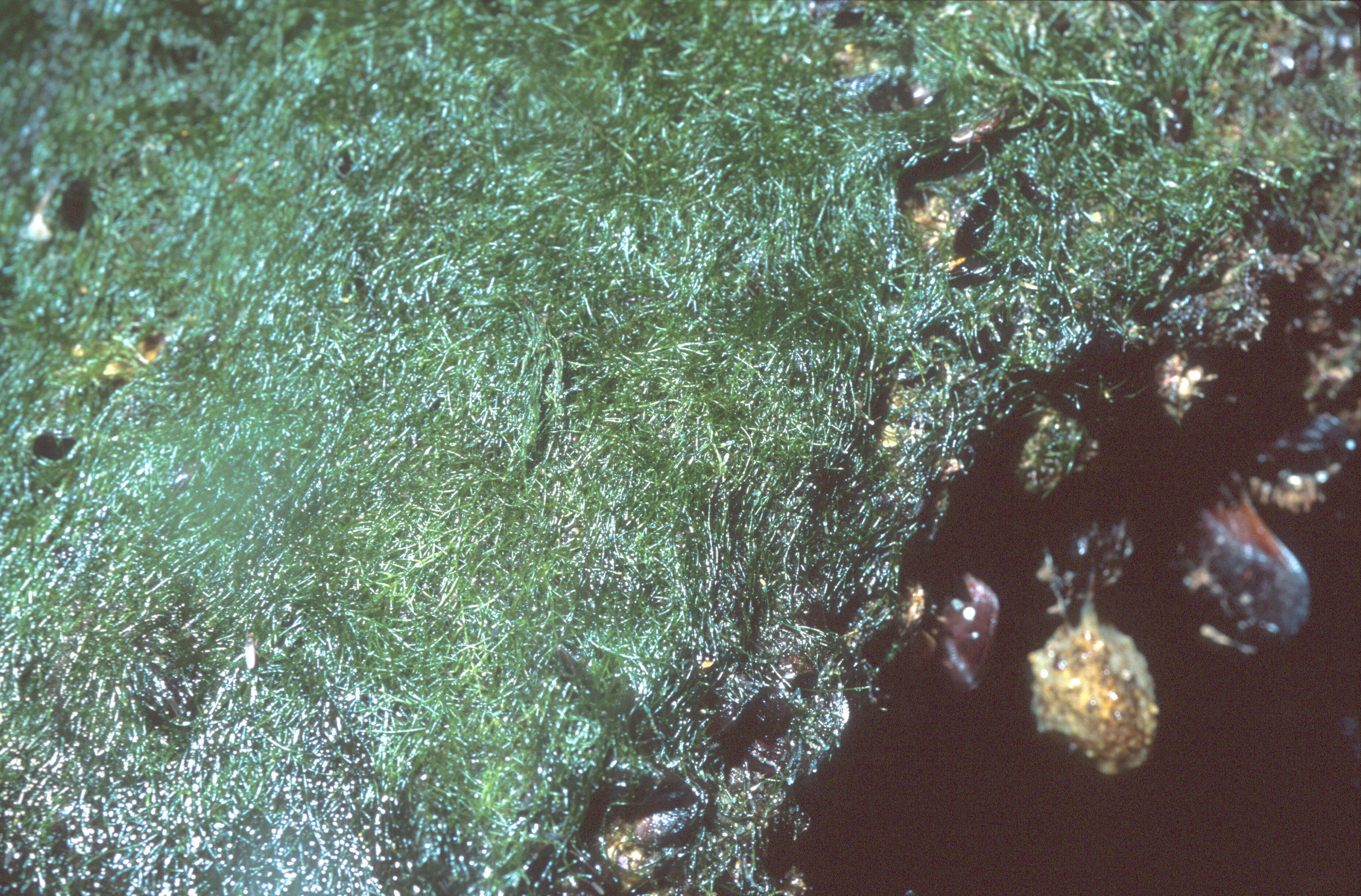 Image de Caulerpa fastigiata