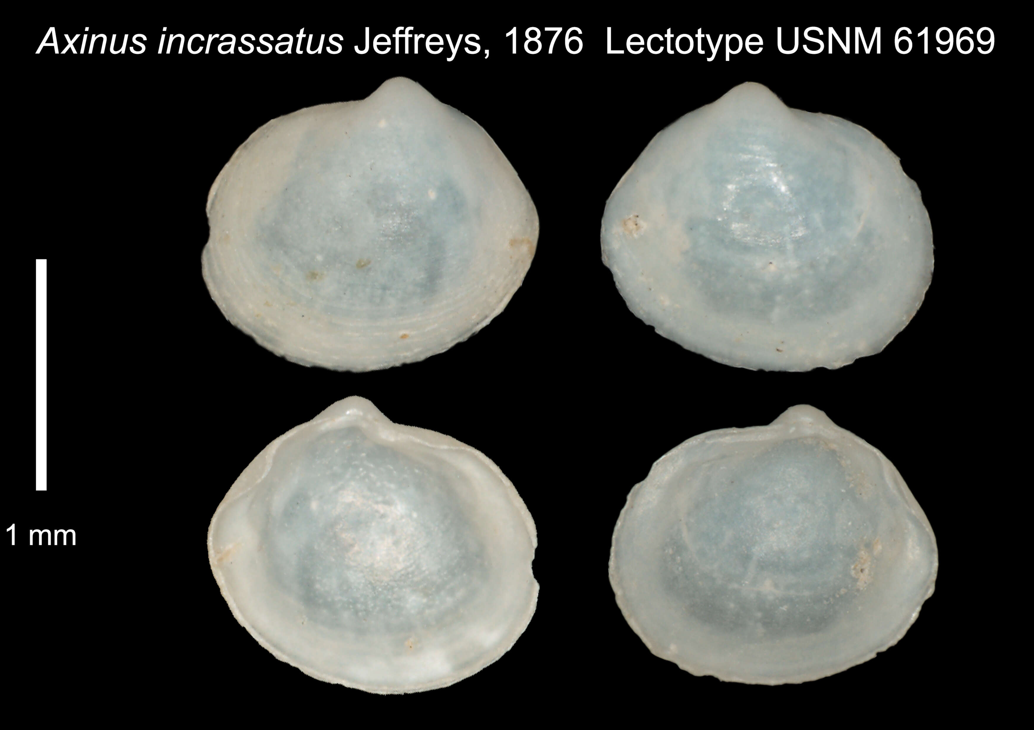 Image de Leptaxinus incrassatus (Jeffreys 1876)