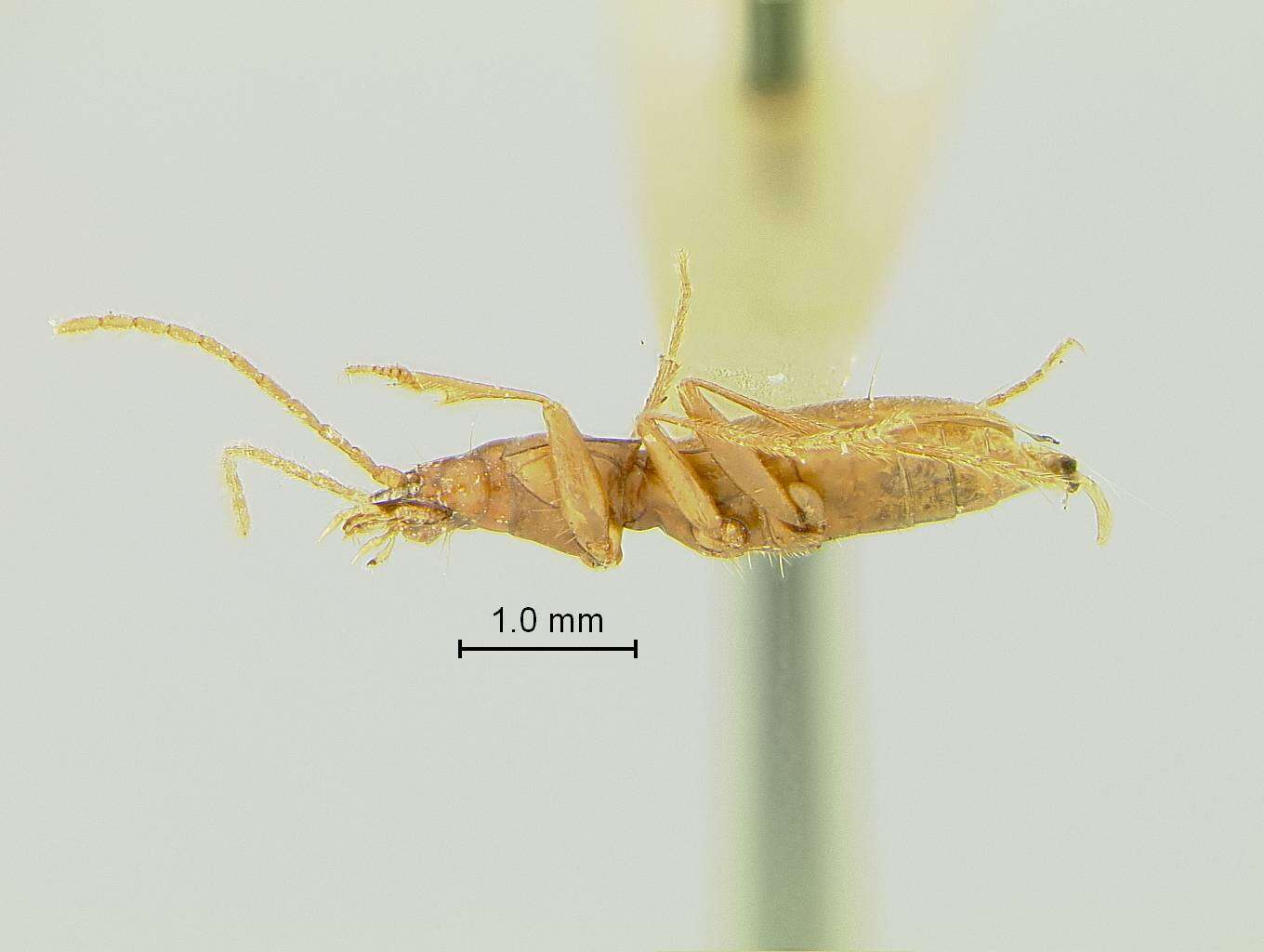 Pseudanophthalmus higginbothami Valentine 1931 resmi