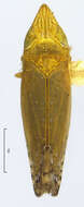 Image of Scaphytopius (Cloanthanus) angustatus Osborn 1905