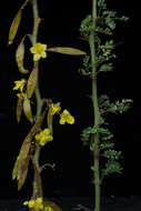 Image of Parkinsonia praecox (Ruiz & Pav.) Hawkins