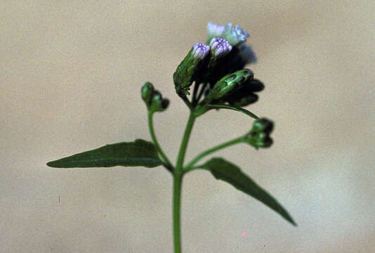 Image of limestone thoroughwort