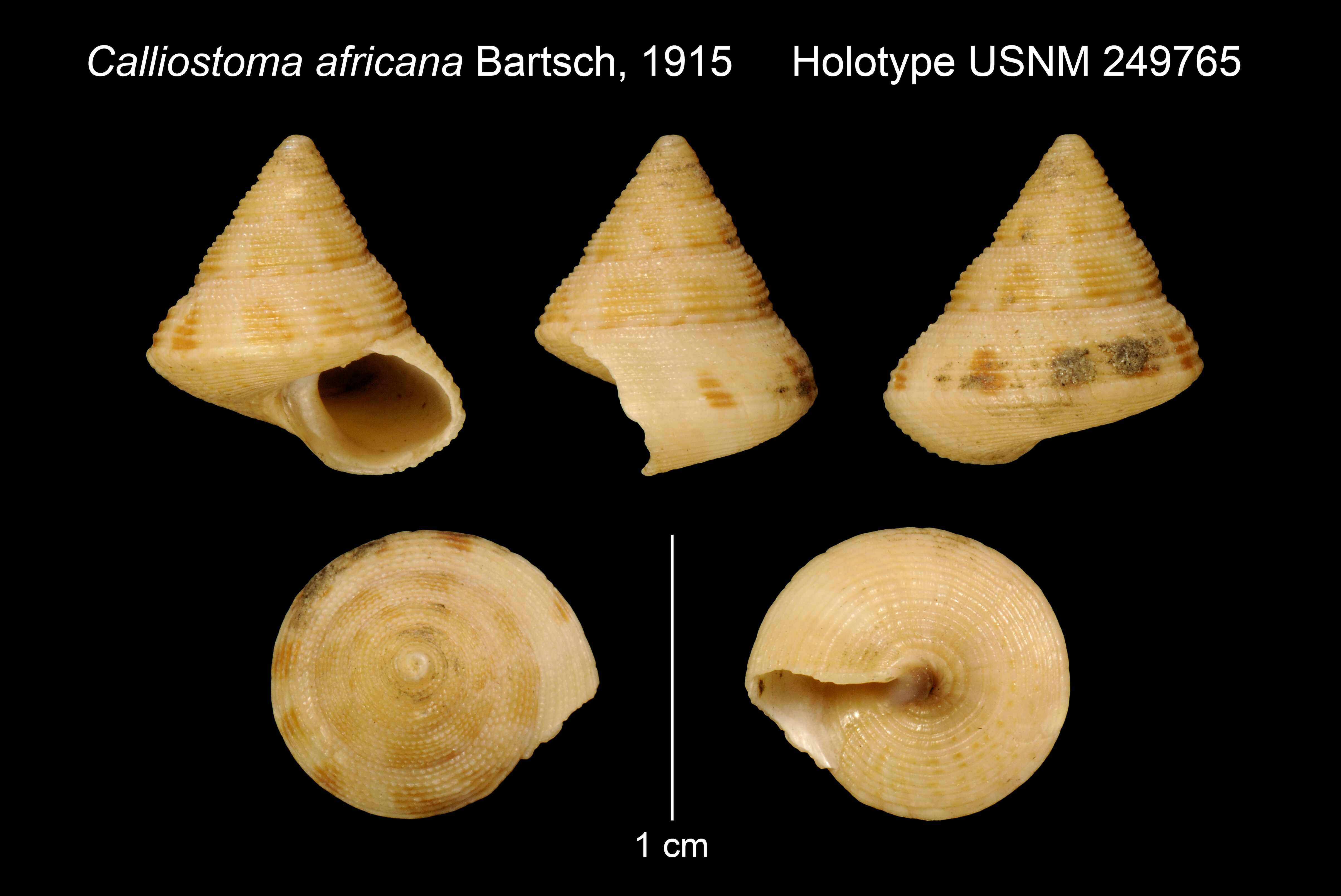 Image of Calliostoma africanum Bartsch 1915
