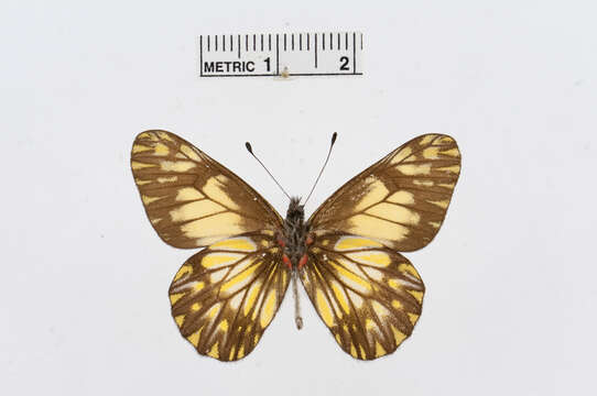 Image of Catasticta eurigania (Hewitson 1870)