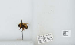 Слика од Bombus affinis Cresson 1864