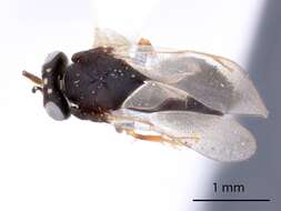 Image of Tanaostigmodes fisheri La Salle 1987