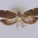 Image of Dichelopa dendrophila Clarke 1971