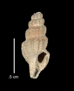 Image of Pleurotomella circumvoluta (R. B. Watson 1881)