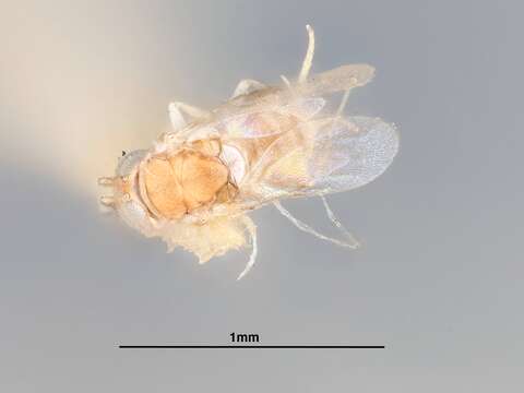 Image of Pseudaphycus alveolatifrons Gahan 1946