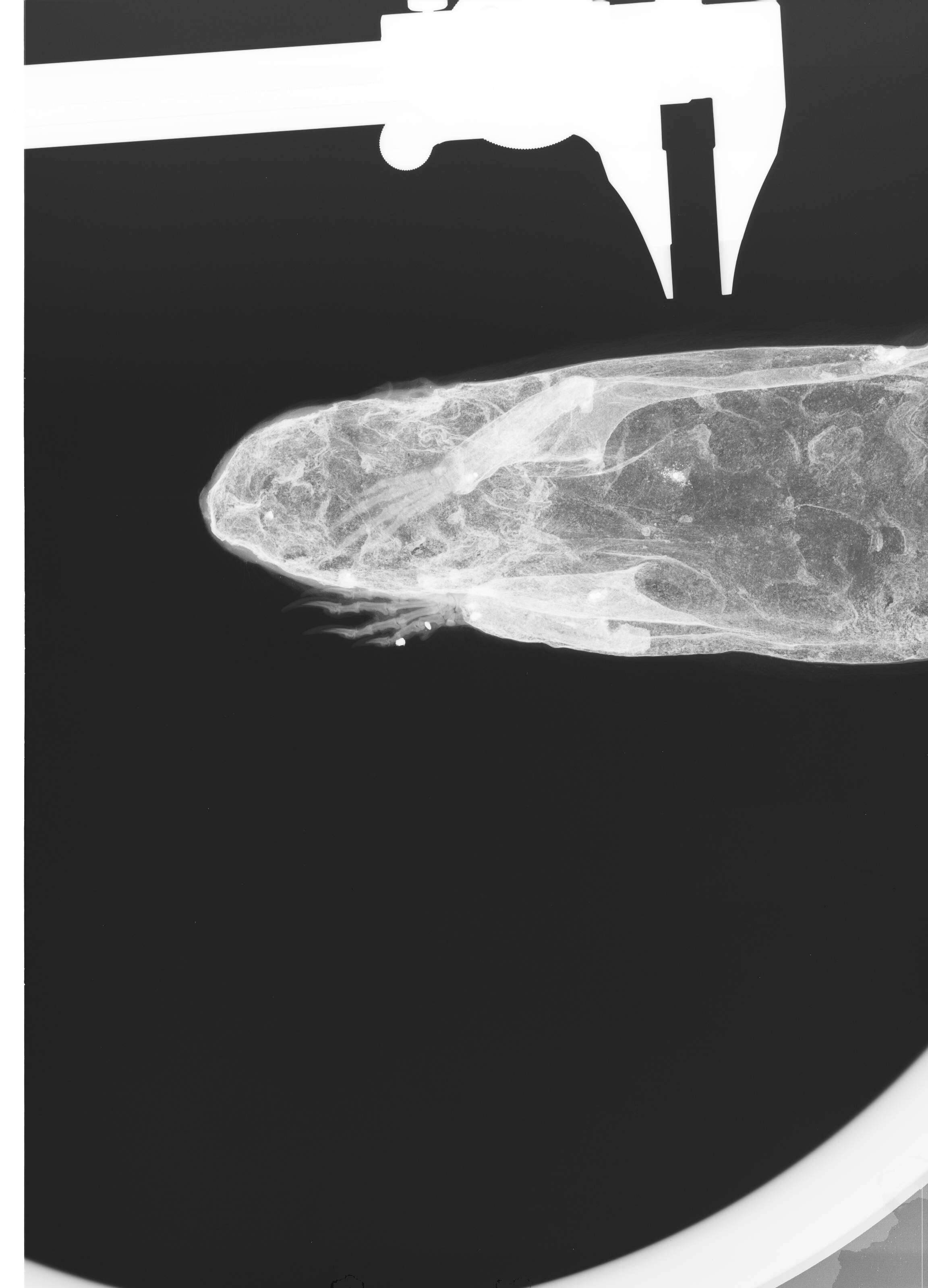Image of Urocitellus columbianus columbianus (Ord 1815)