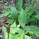 Image of Combs' panicgrass