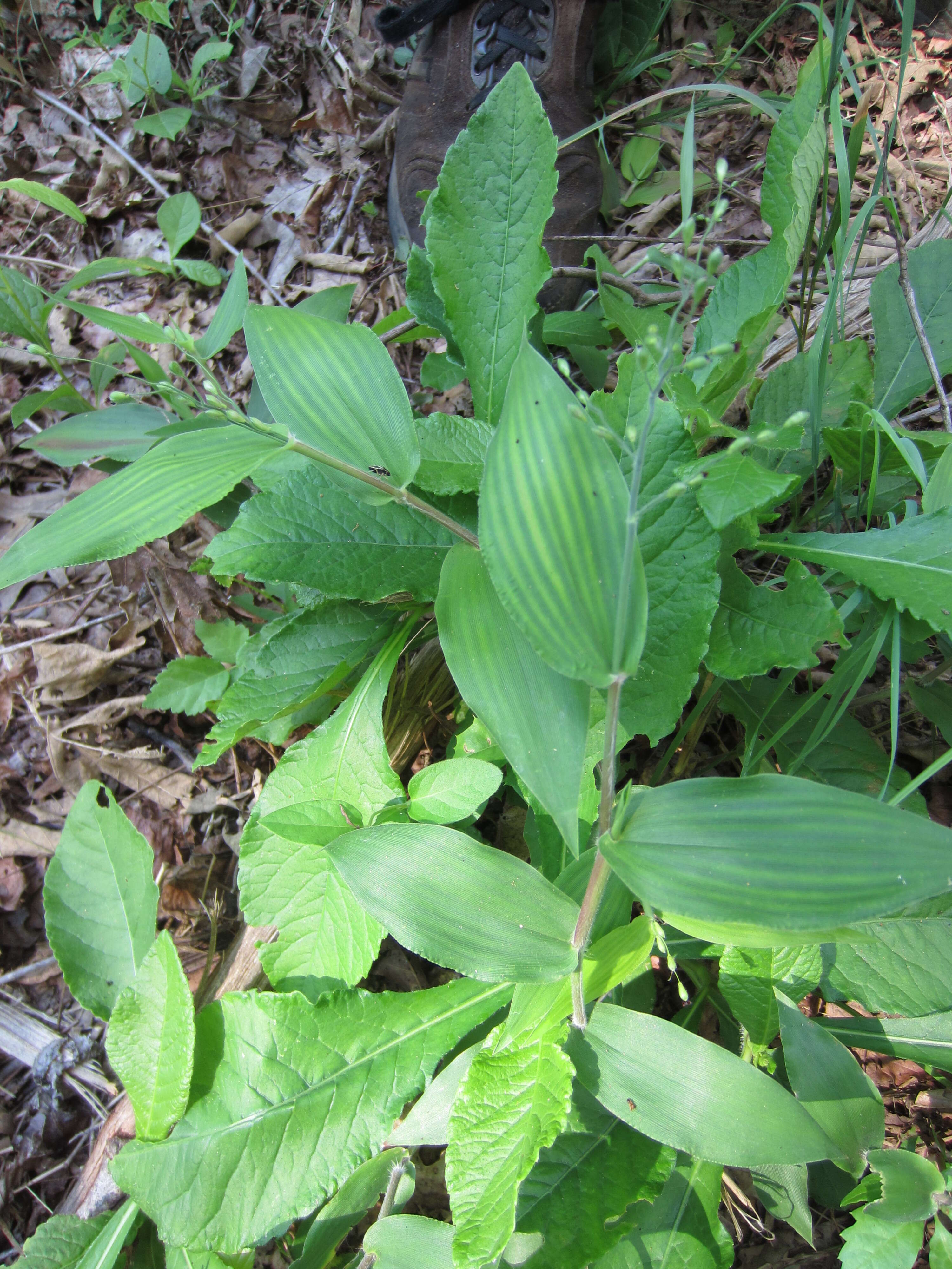 Image of Combs' panicgrass