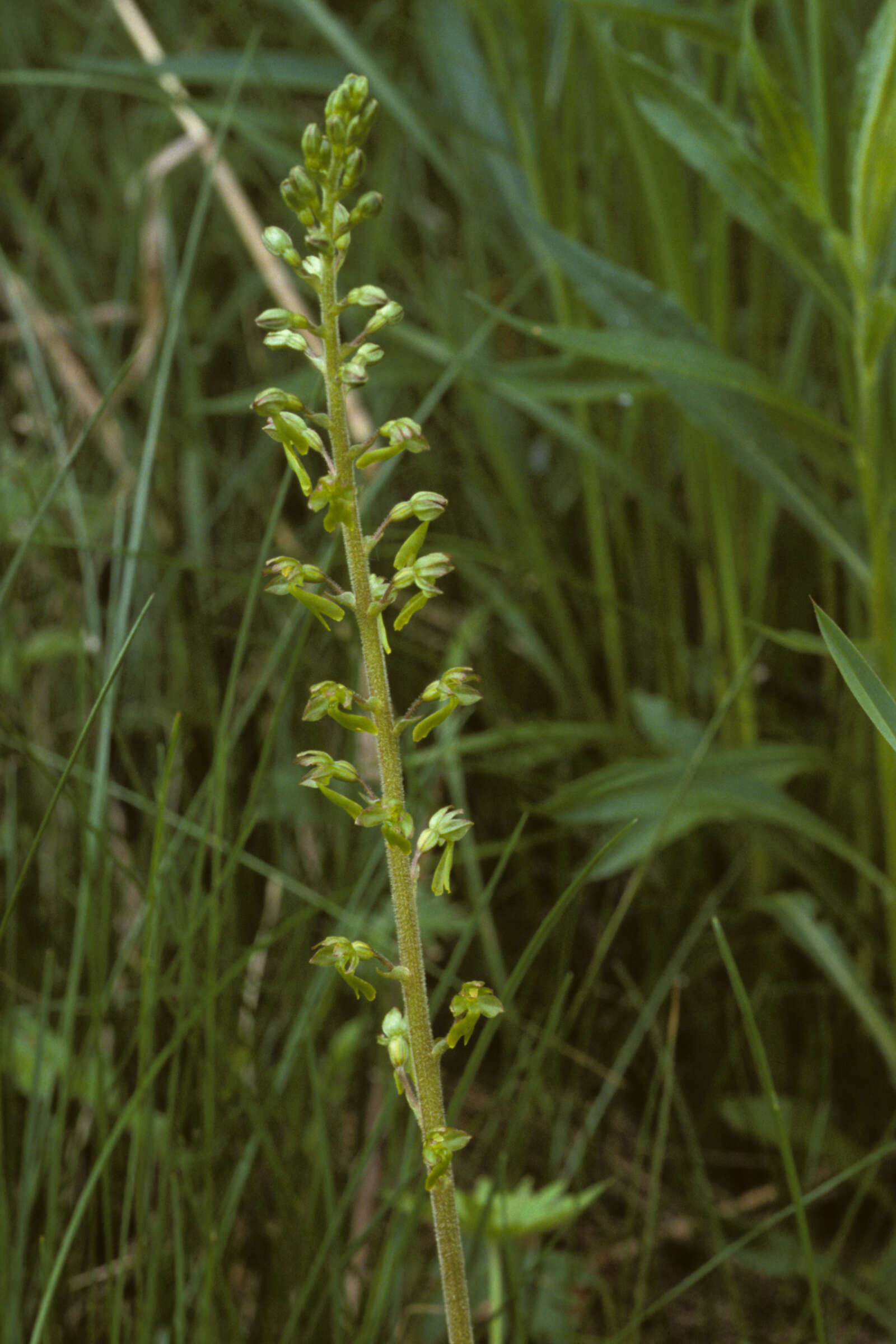 Image of Common twayblade