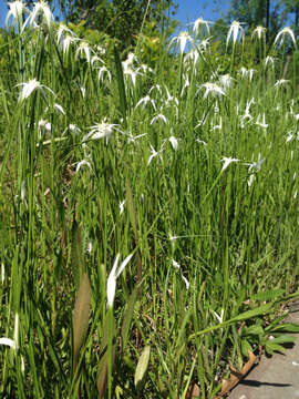 Image of starrush whitetop