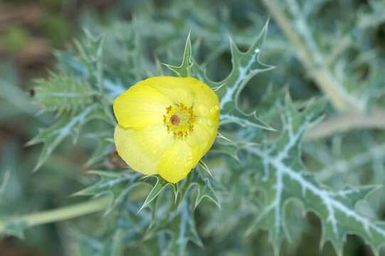 Image of Mexican pricklypoppy