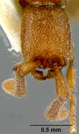 Image of Cerapachys augustae Wheeler 1902