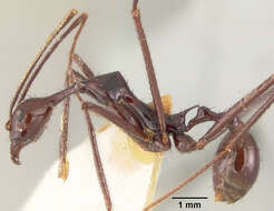 Image of Aphaenogaster dromedaria (Emery 1900)