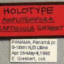 Image of Amplitempora captiocula Giesbert 1996
