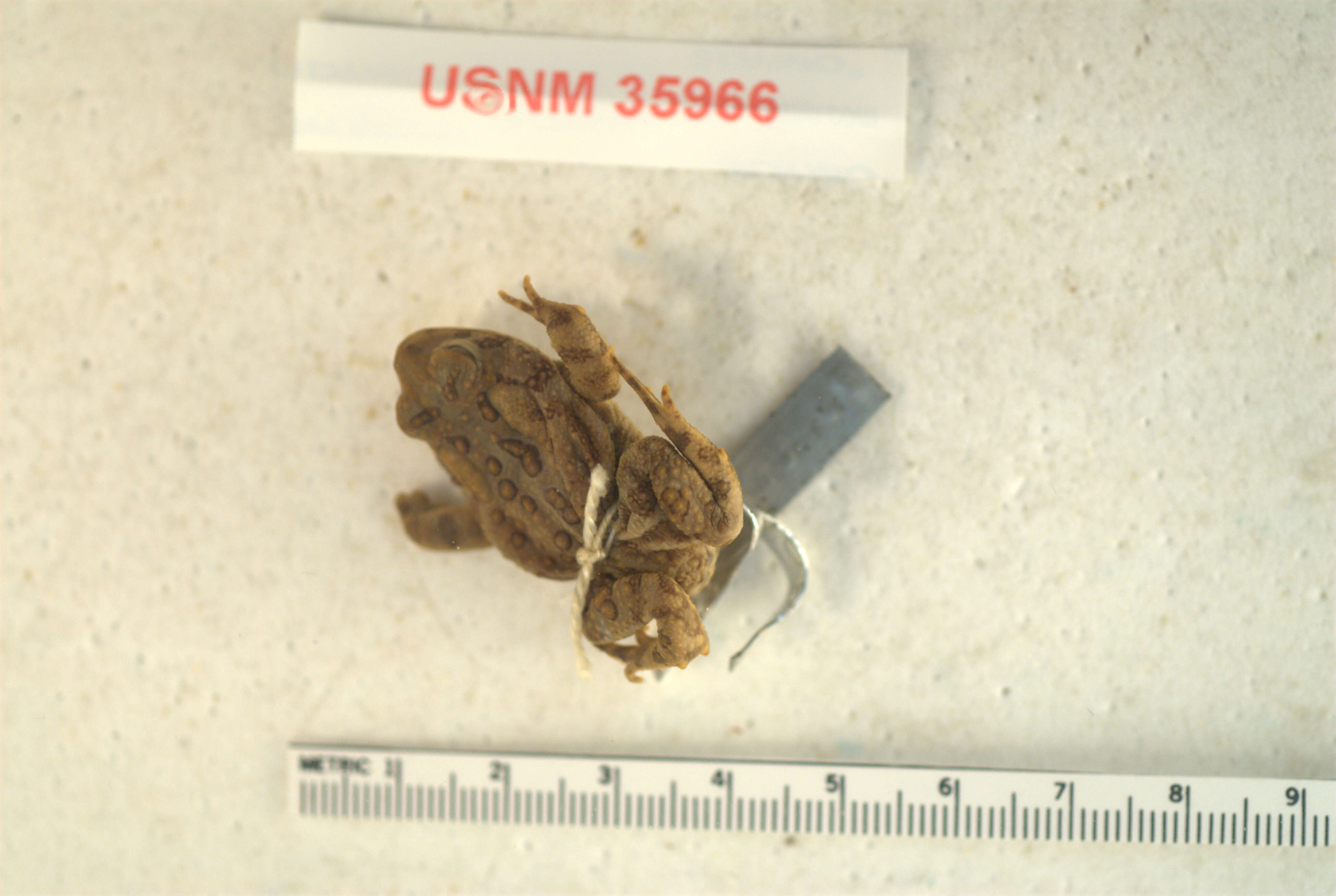 Image of American Toad