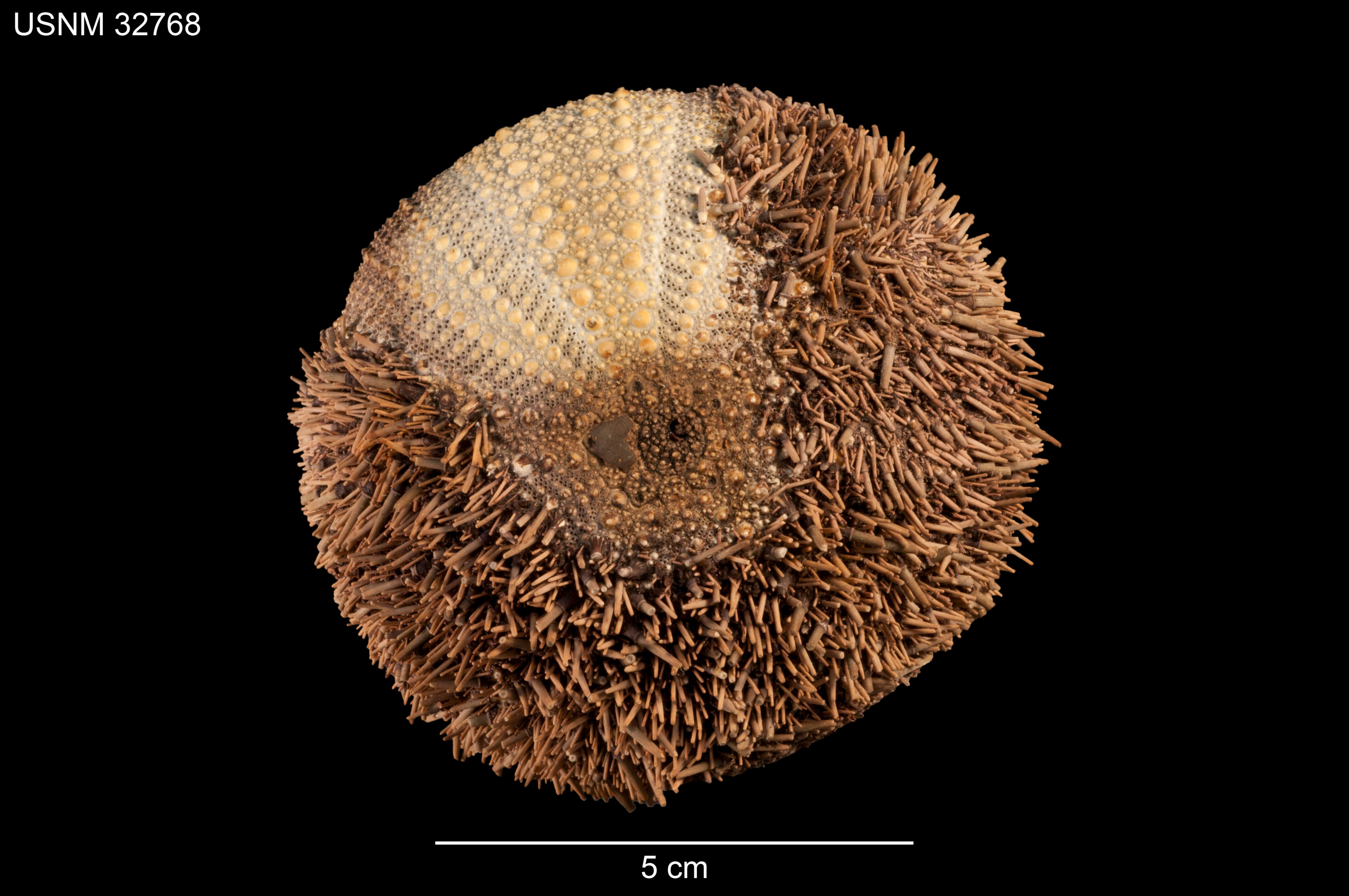 Imagem de Strongylocentrotus polyacanthus A. Agassiz & H. L. Clark 1907