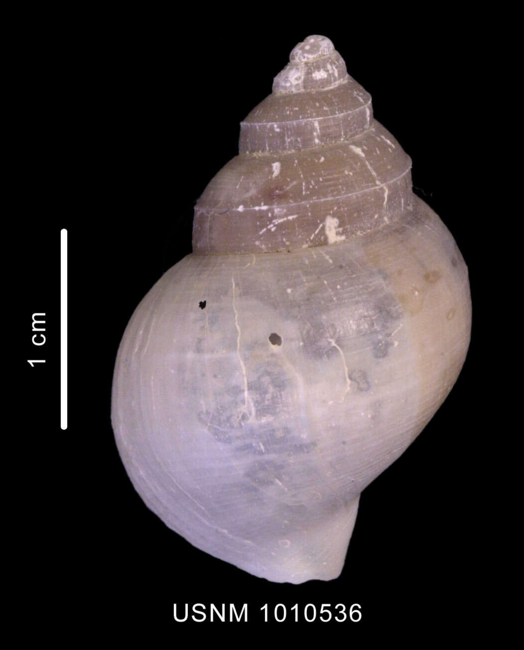 Image of Lusitromina abyssorum (Lus 1993)