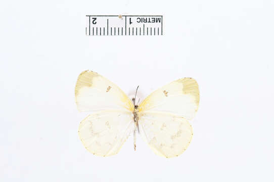 Imagem de Eurema hapale (Mabille 1882)