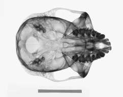 Image of Trachypithecus cristatus cristatus (Raffles 1821)