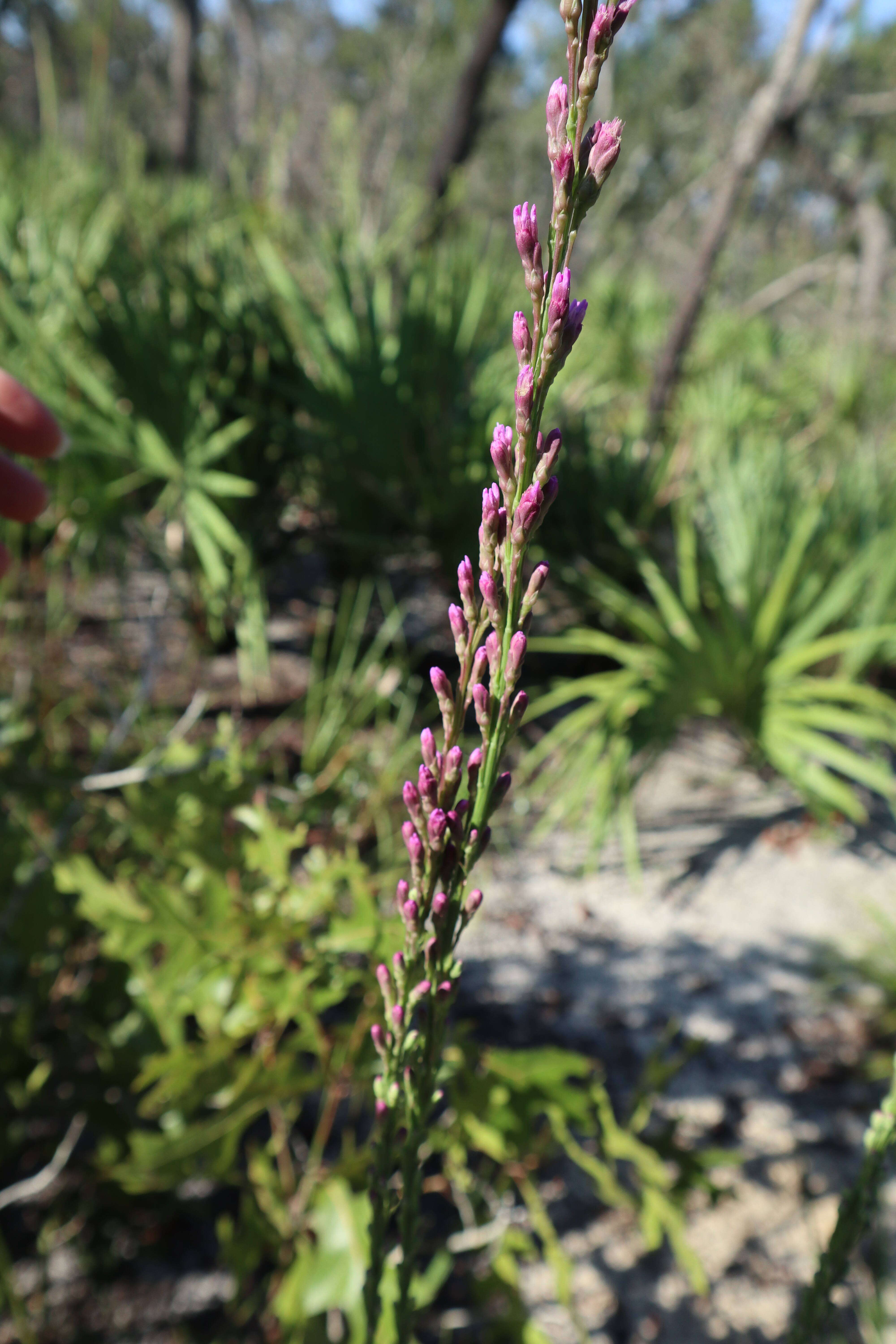 Image of Liatris quadriflora (Chapm.) E. L. Bridges & Orzell