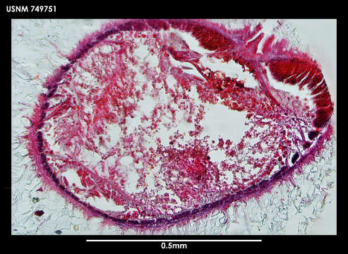 Image of Epiherpia vixinsignis (Salvini-Plawen 1978)